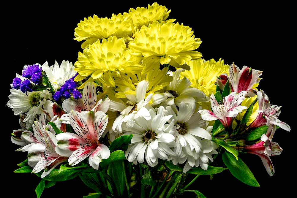 Floxes lilies chrysanthemums