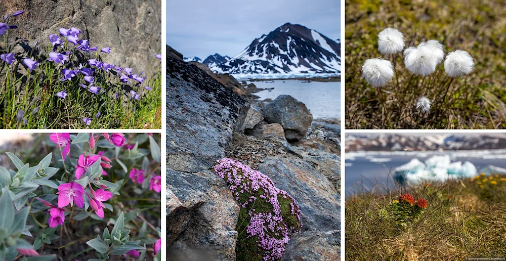 Arctic desert flora