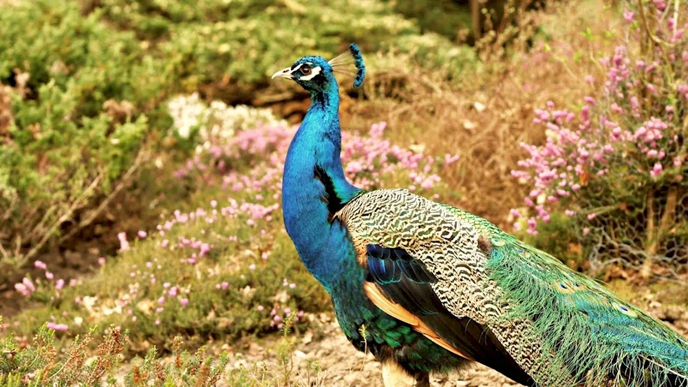 Turkish birds