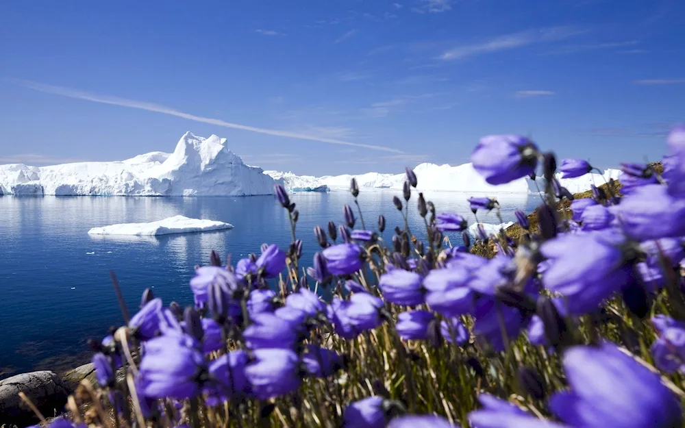 Flora of the Arctic Ocean