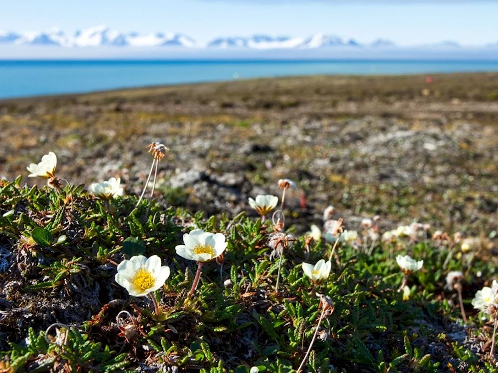 Tundra Flora