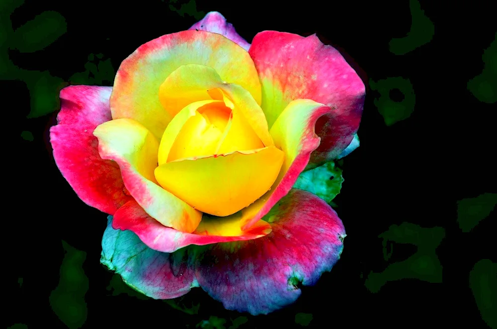 Rainbow rose