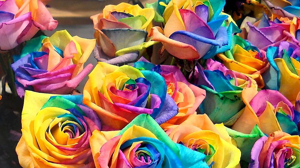 Florescent Rainbow rose