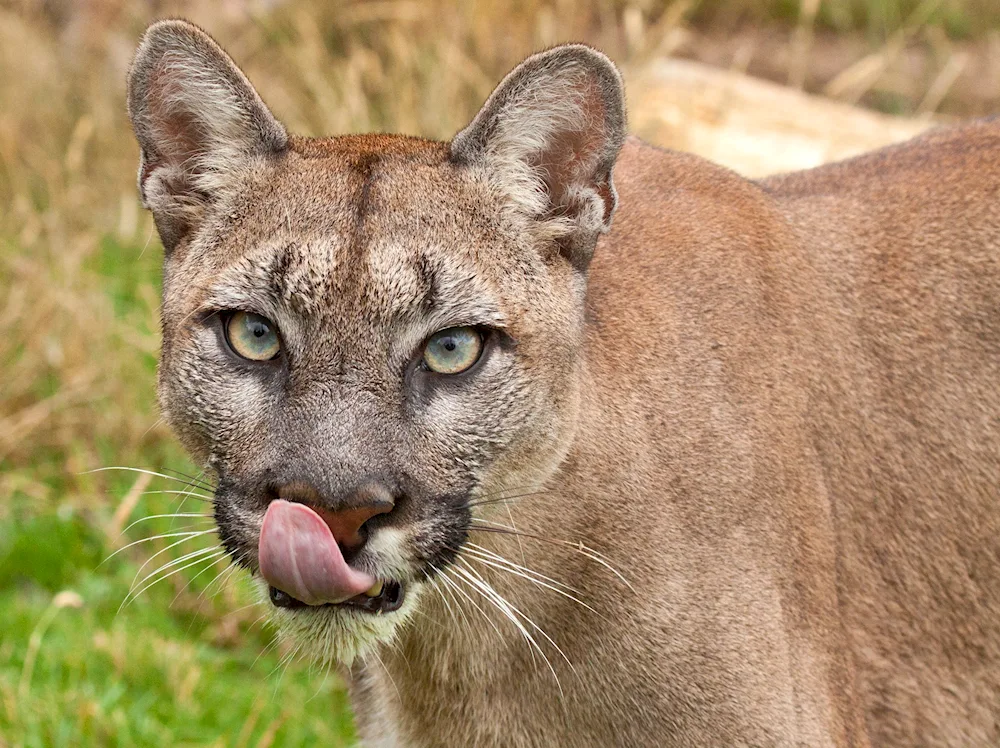 Florida Puma