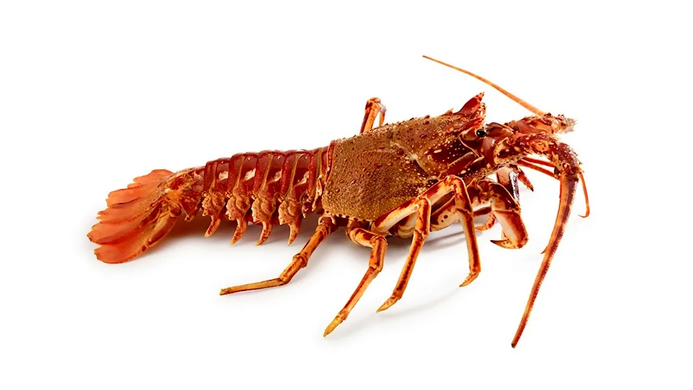 Lobster lobster s2