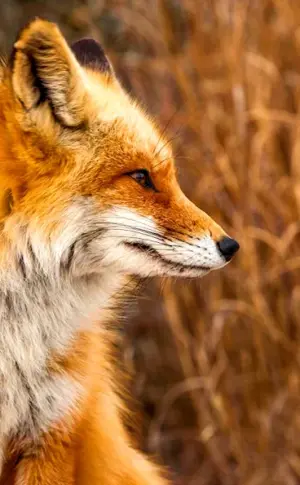 Fox Fox