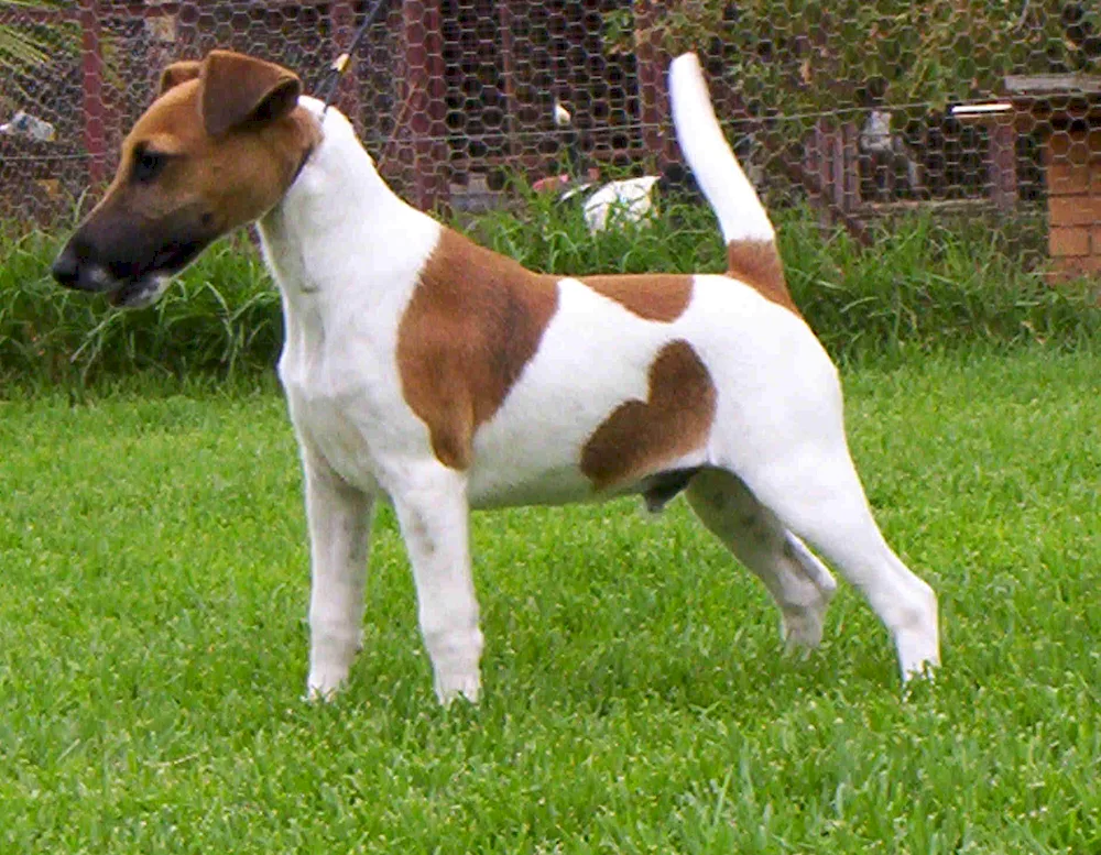 Fox terrier