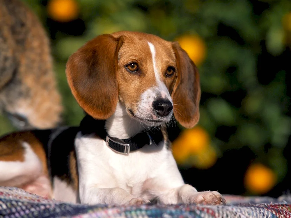 Breed of dog Beagle