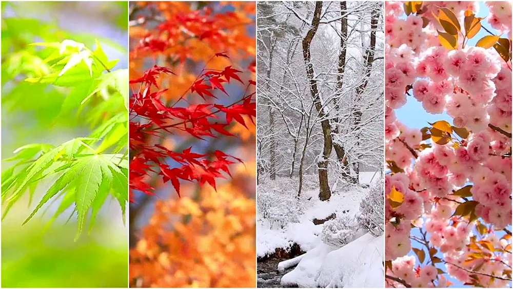 Scape of the seasons