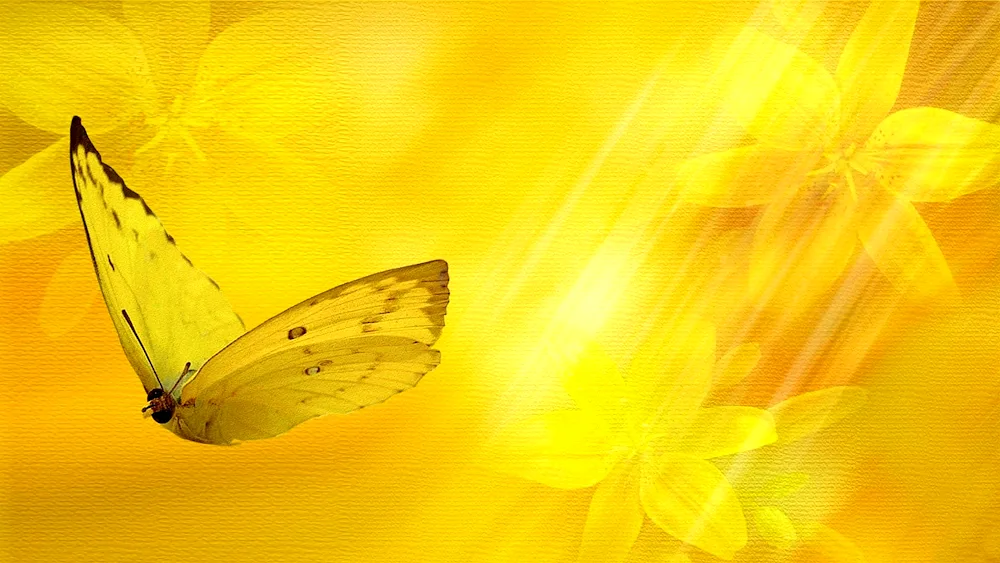 Yellow butterfly