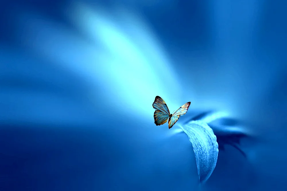 Butterfly background