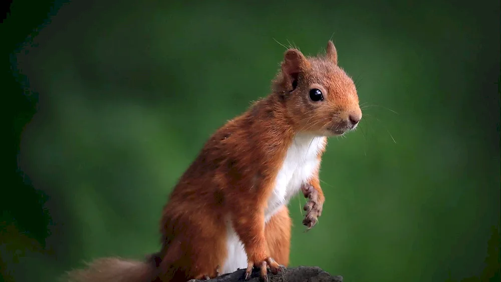 Background Squirrel