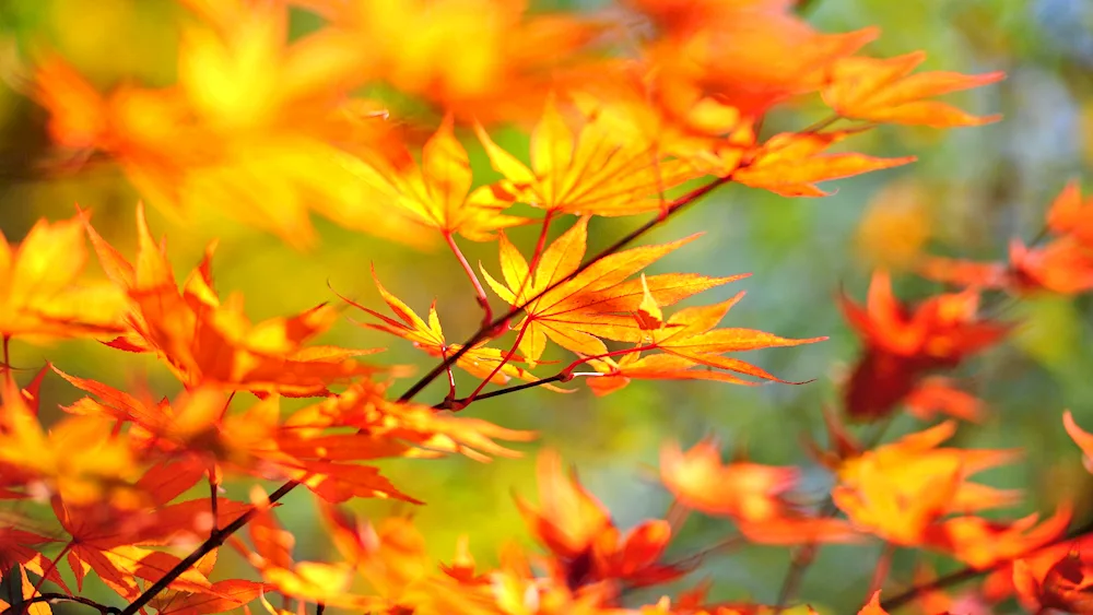 Autumn background for desktop desktop