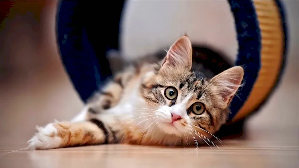 Beautiful kitten