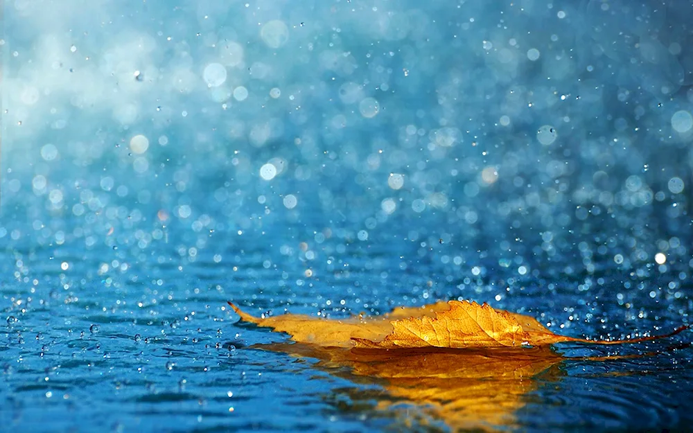 Rainful autumn