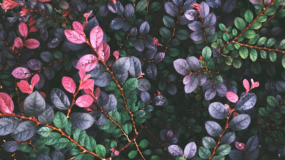 Background Aesthetics
