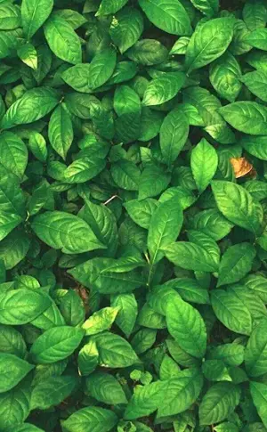 Background foliage