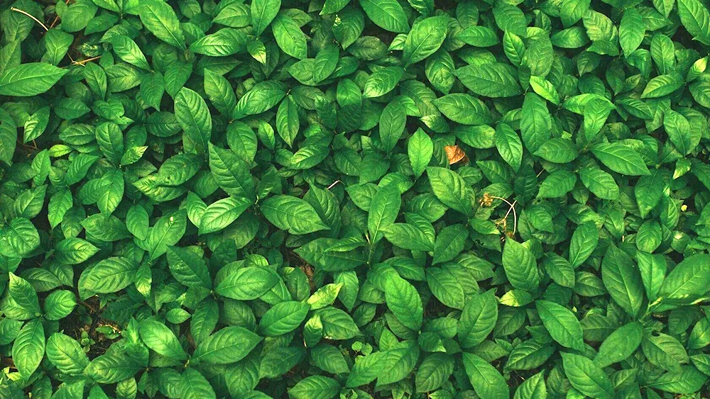 Background foliage