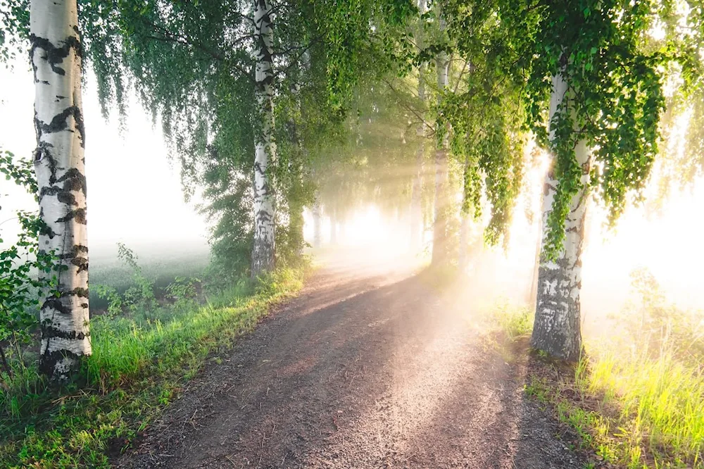 Nature background