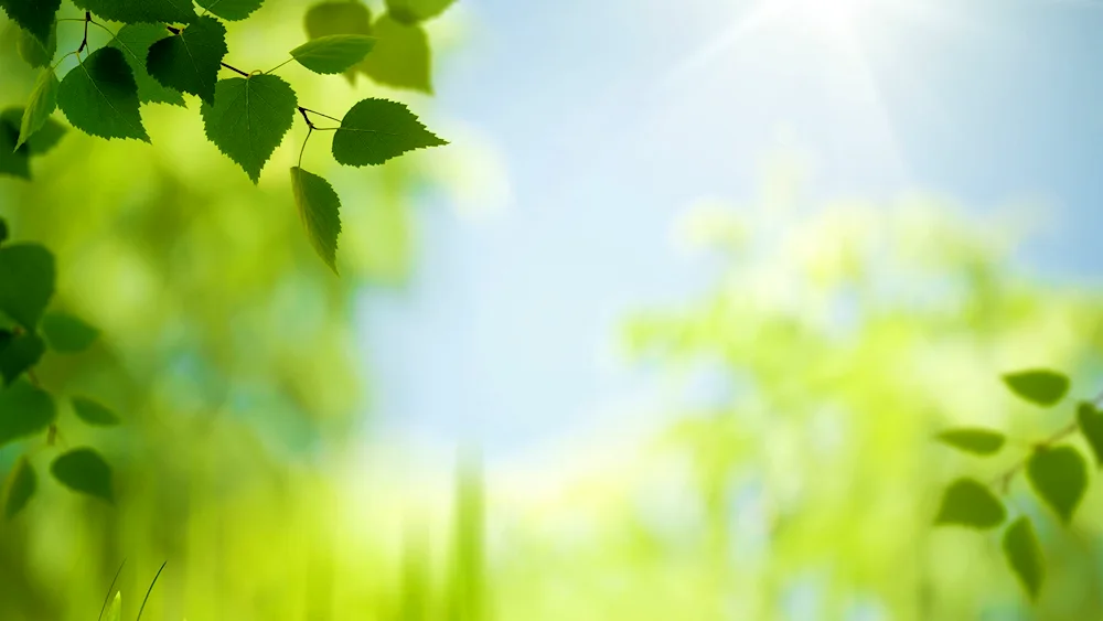 Spring leaves background