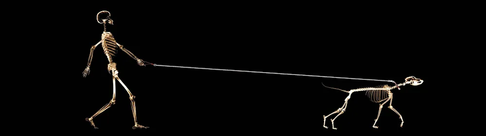 Desktop background for 2 monitors