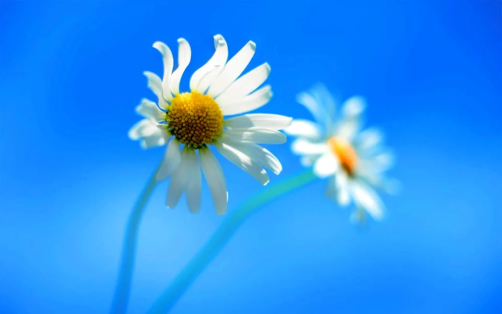 Daisy Flowers