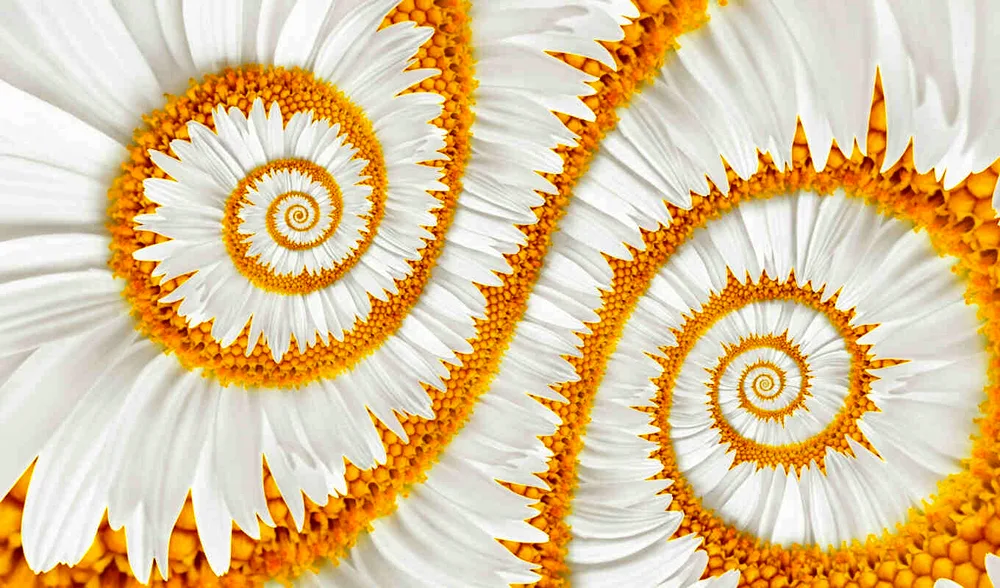 Daisy Flowers