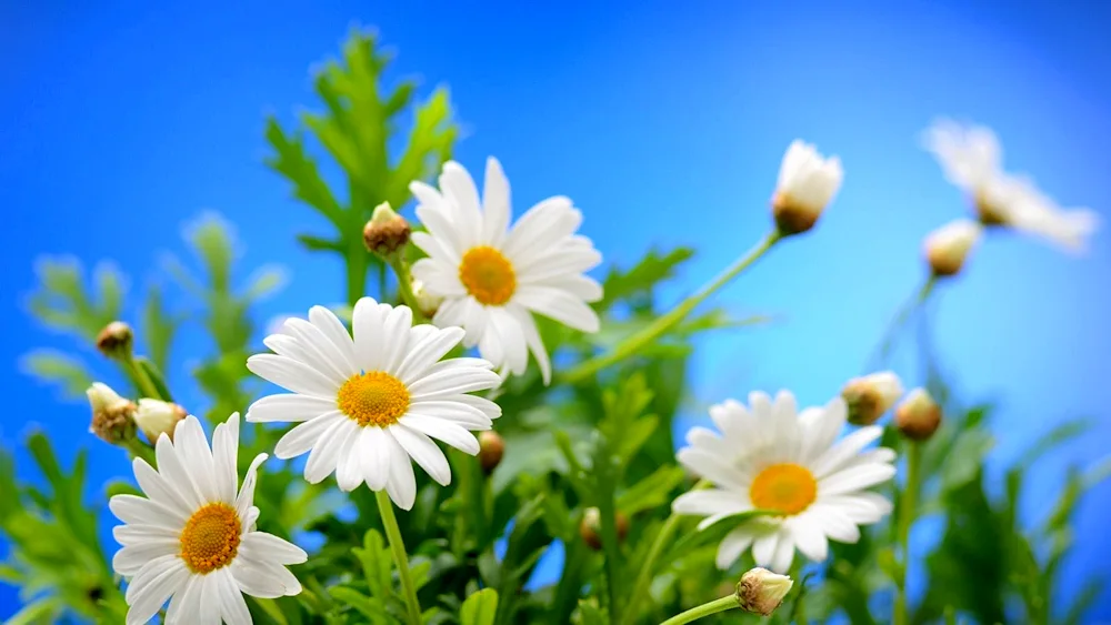 Chamomile background