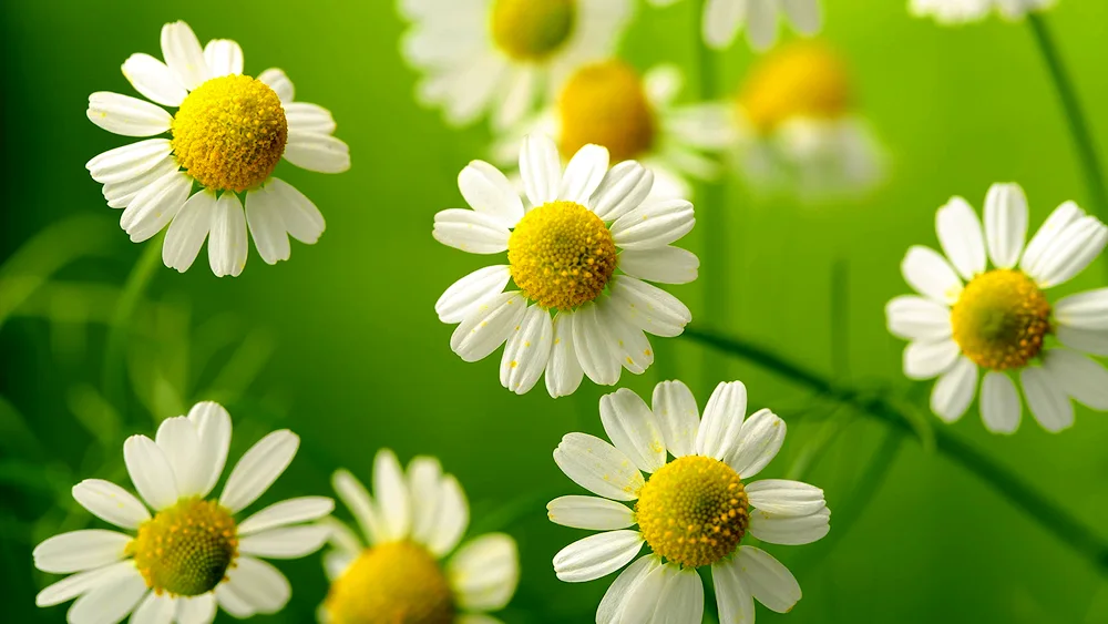 Chamomile flowers