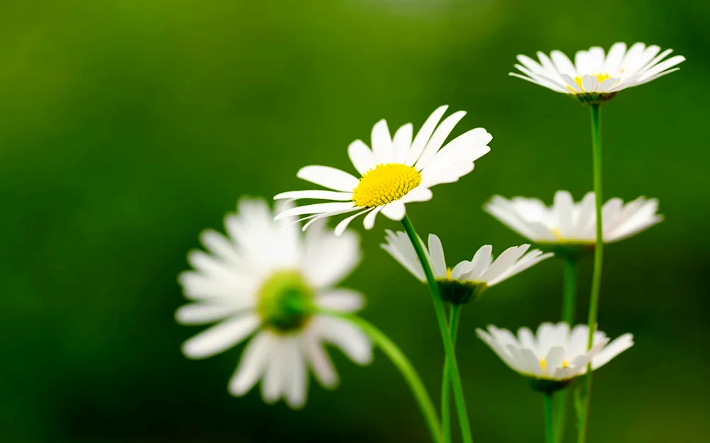 Daisy Flower