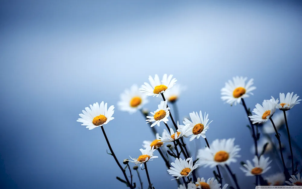 Daisy Chamomile background