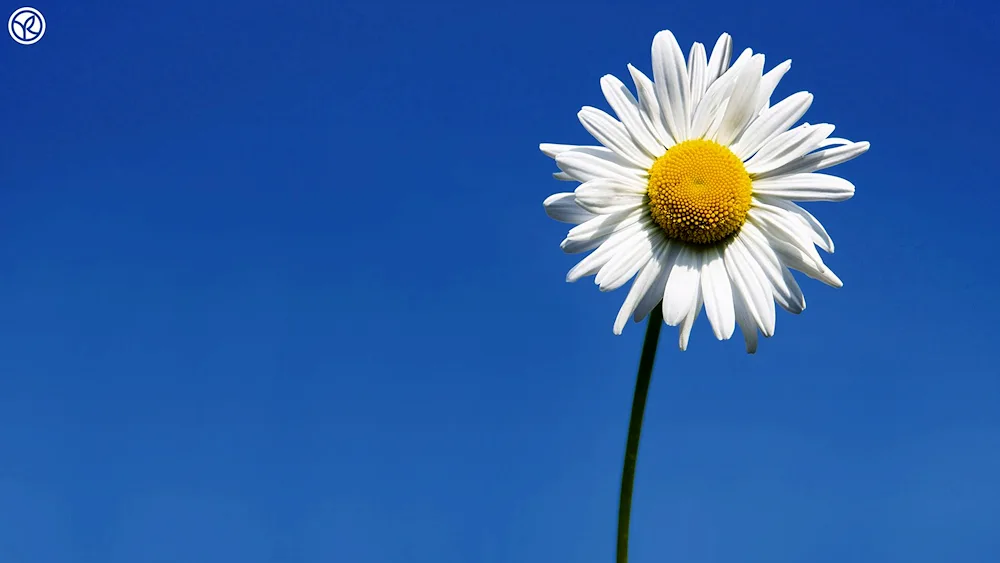 Daisy background