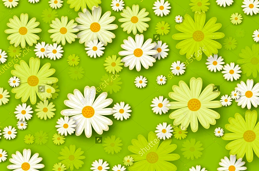 Chamomile background