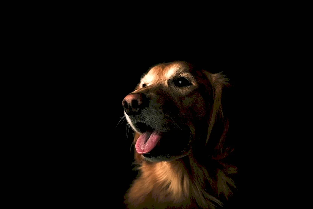 Dog background