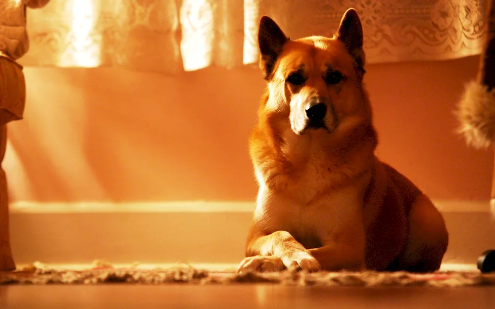 Canadian shepherd dog red