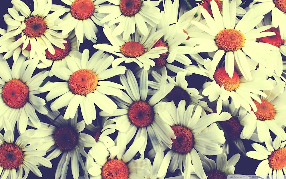 Background flowers