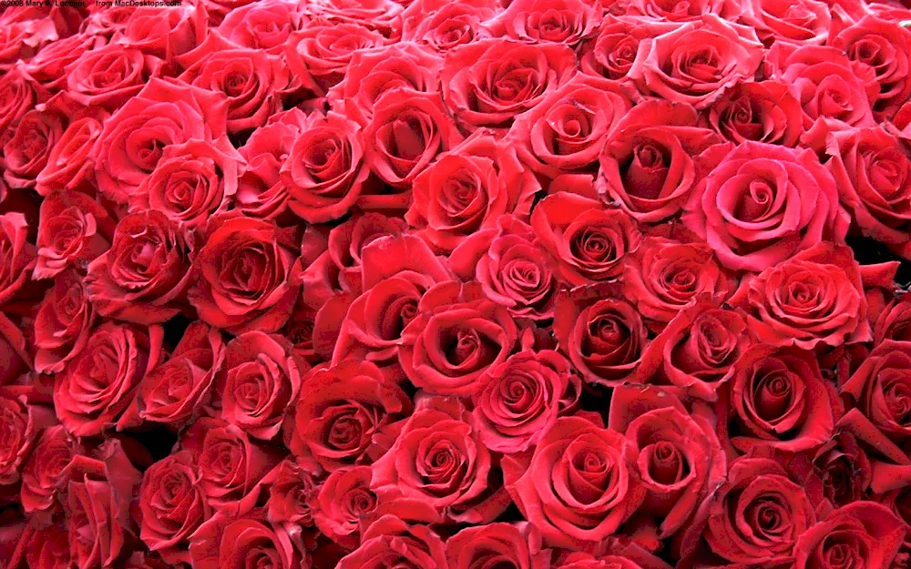 Red roses