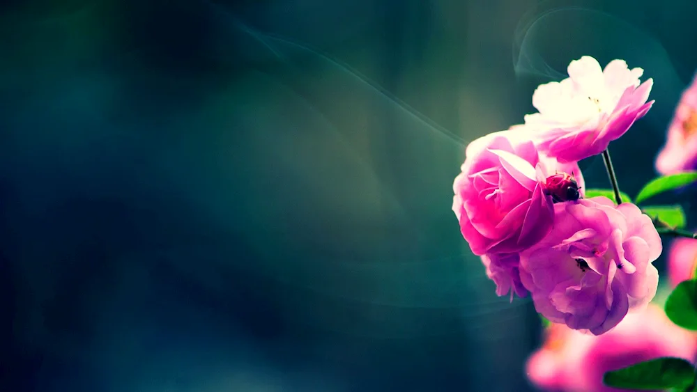 Blossom floral background
