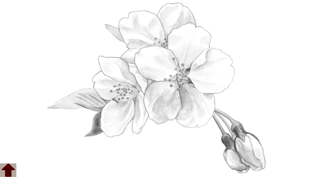 Flowers pencil drawing patterns easy