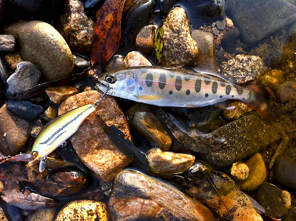 Arctic loach fish