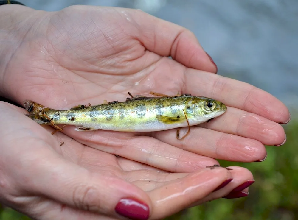 River trout malaek