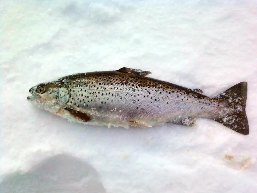 Rainbow trout malaek