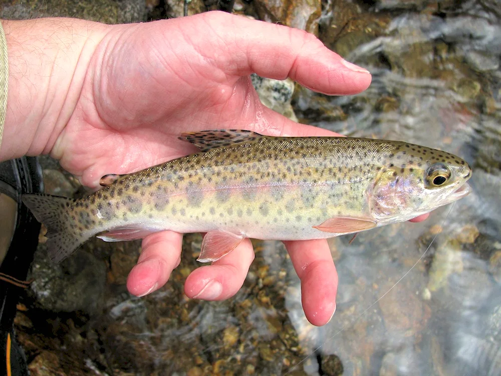 River trout malaek