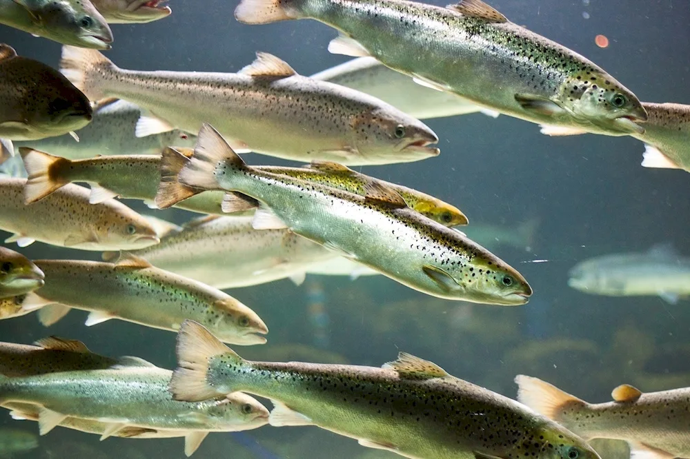 Strout brook trout fry