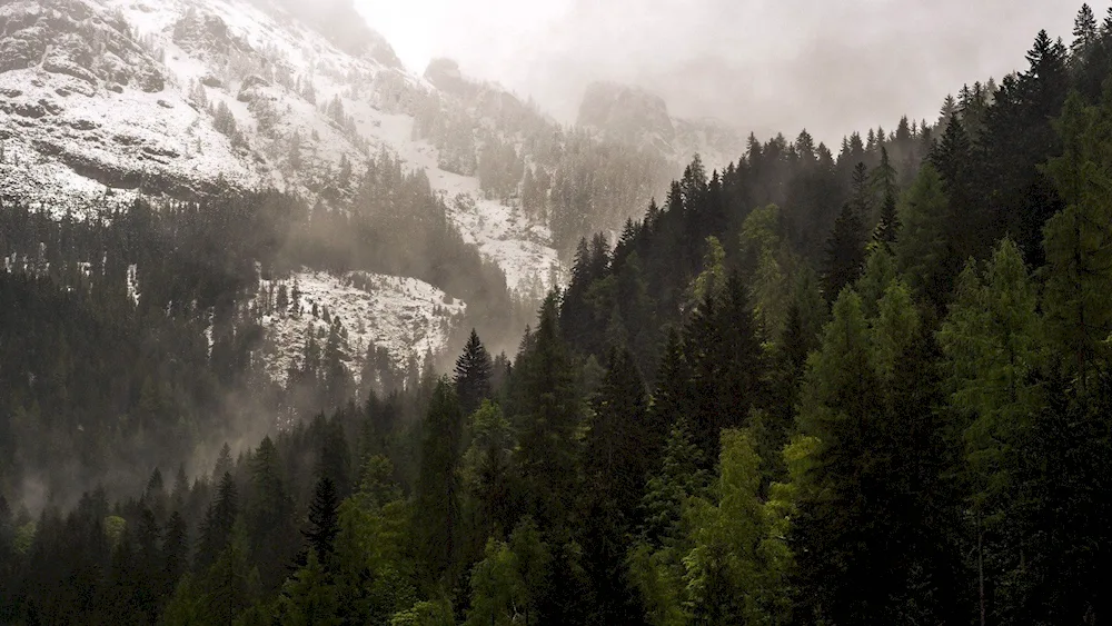 Forks forest Aesthetic