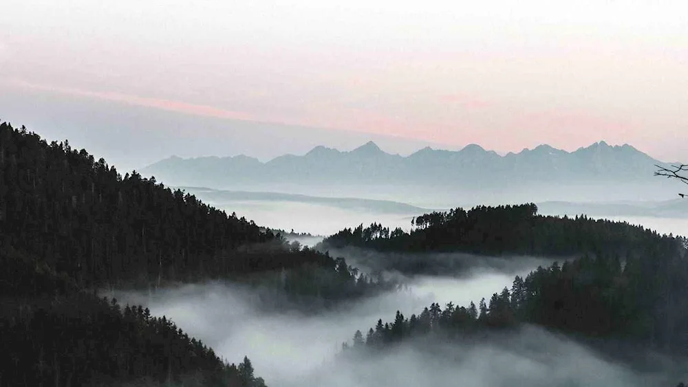 Fog forest Taganai