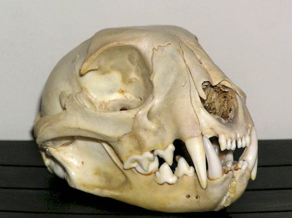 Cat skull shape