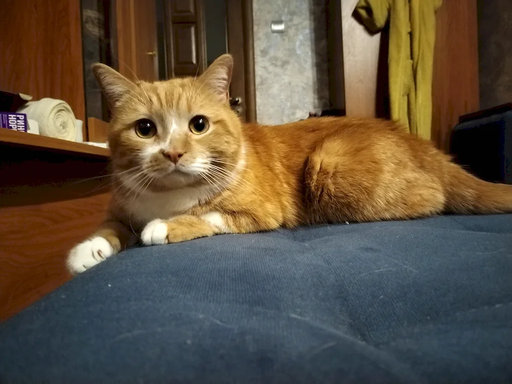 Photo of a neutered cat from behind