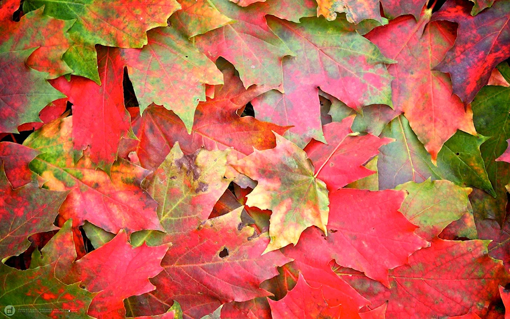 Photo of a leaf on a table