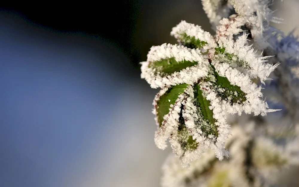Photos for desktop winter